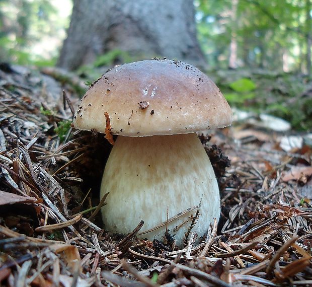 hríb smrekový Boletus edulis Bull.