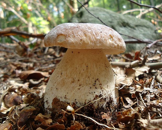 hríb smrekový Boletus edulis Bull.