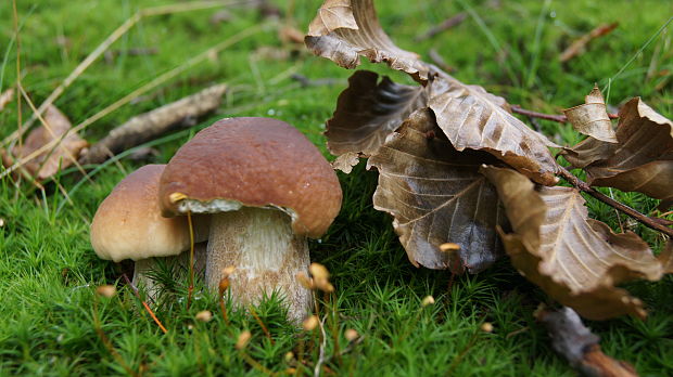 hríb smrekový Boletus edulis Bull.