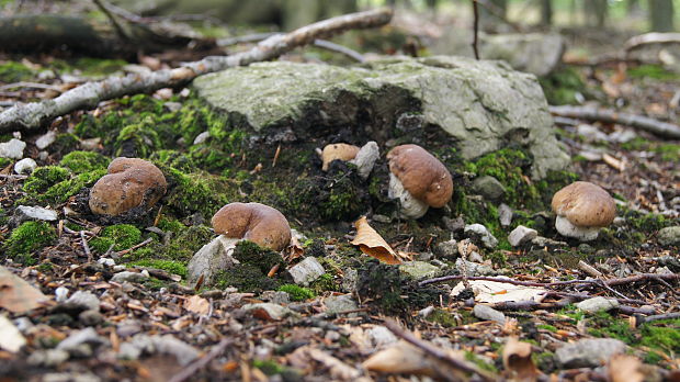 hríb smrekový Boletus edulis Bull.