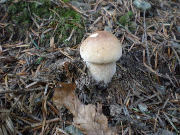 hríb smrekový Boletus edulis Bull.