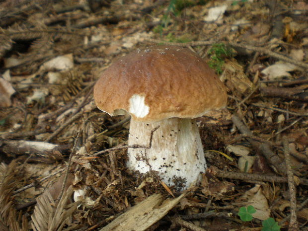 hríb smrekový Boletus edulis Bull.