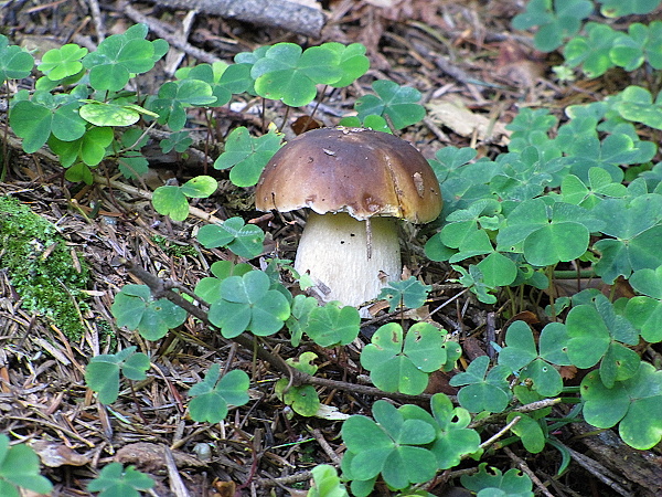 hríb smrekový Boletus edulis Bull.