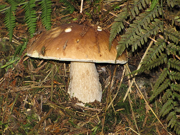 hríb smrekový Boletus edulis Bull.