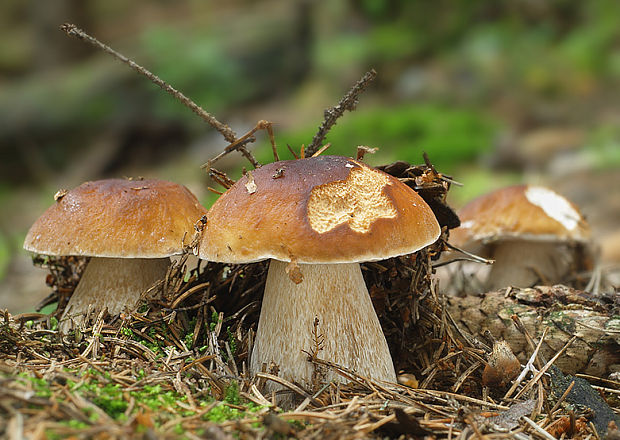 hríb smrekový Boletus edulis Bull.