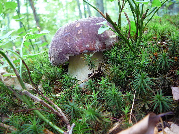 hríb sosnový Boletus pinophilus Pil. et Dermek in Pil.