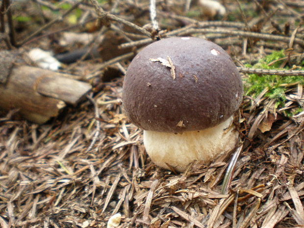 hríb sosnový Boletus pinophilus Pil. et Dermek in Pil.