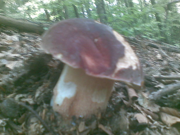 hríb sosnový Boletus pinophilus Pil. et Dermek in Pil.