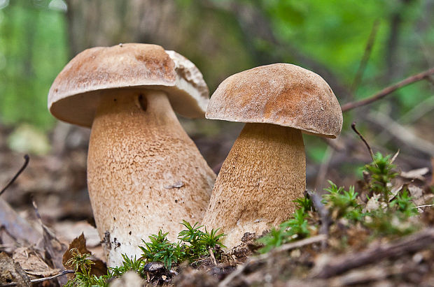 hríb dubový Boletus reticulatus Schaeff.