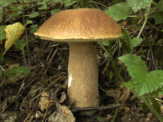 hríb dubový Boletus reticulatus Schaeff.