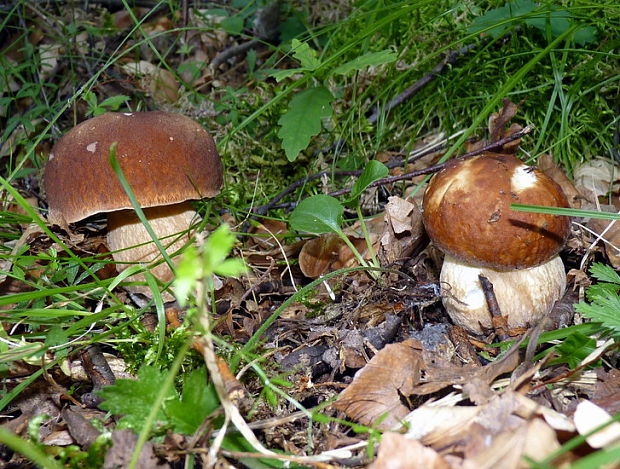 hríb dubový Boletus reticulatus Schaeff.