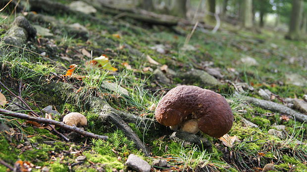 hríb dubový Boletus reticulatus Schaeff.