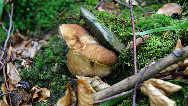 hríb dubový Boletus reticulatus Schaeff.