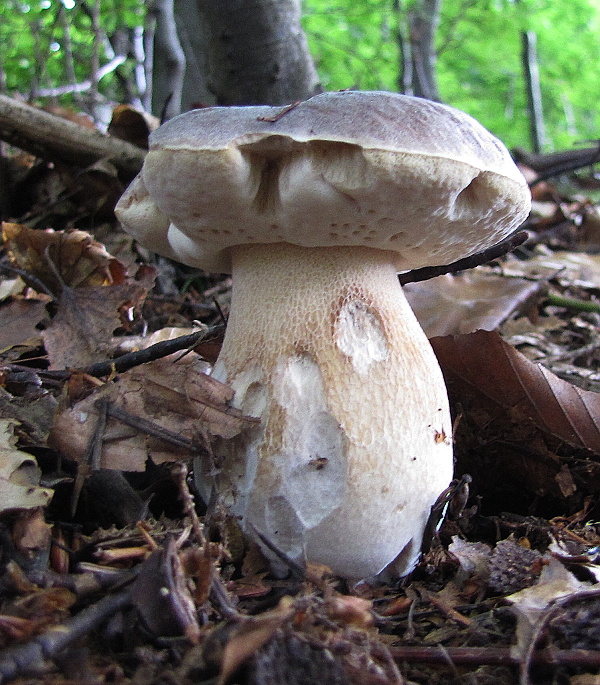 hríb dubový Boletus reticulatus Schaeff.