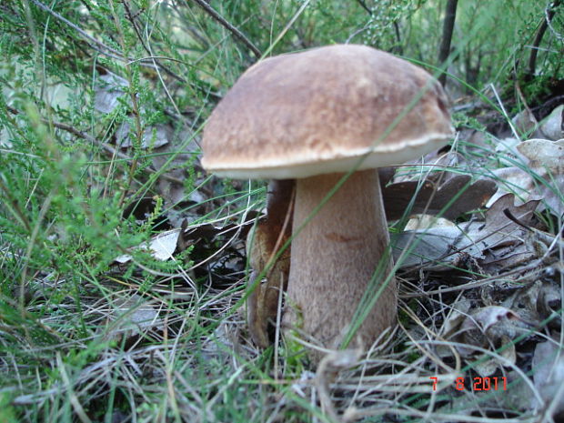 hríb dubový Boletus reticulatus Schaeff.