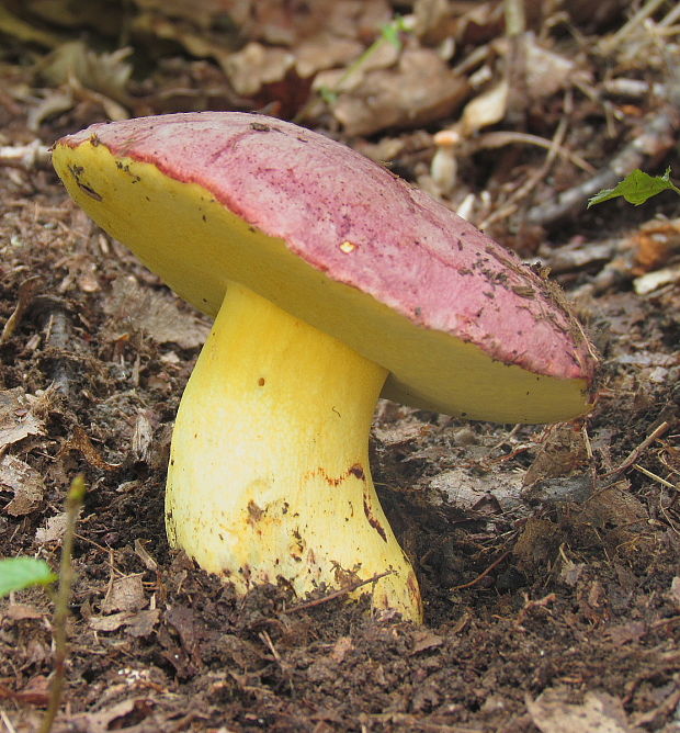 hríb kráľovský Butyriboletus regius (Krombh.) D. Arora & J.L. Frank