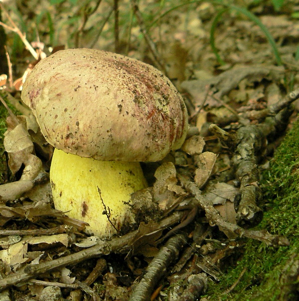 hríb kráľovský Butyriboletus regius (Krombh.) D. Arora & J.L. Frank