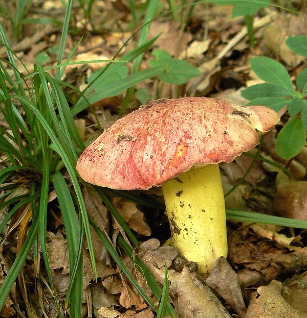 hríb kráľovský Butyriboletus regius (Krombh.) D. Arora & J.L. Frank