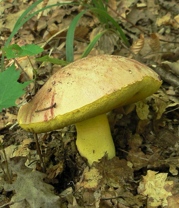 hríb kráľovský Butyriboletus regius (Krombh.) D. Arora & J.L. Frank