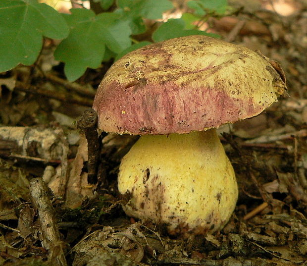 hríb kráľovský Butyriboletus regius (Krombh.) D. Arora & J.L. Frank