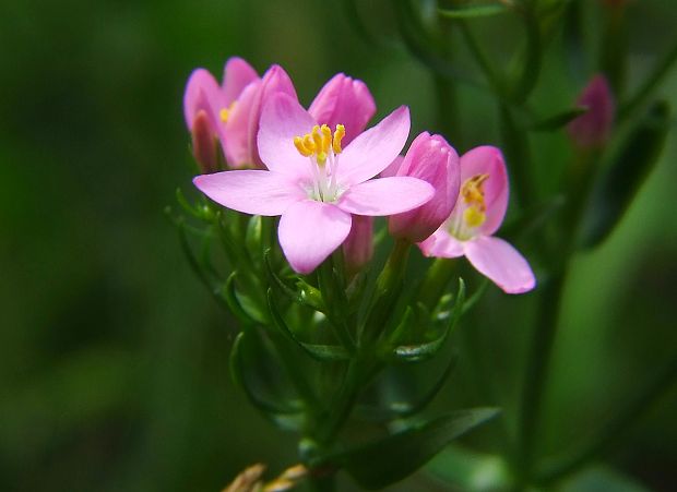 zemežlč menšia Centaurium erythraea Rafn