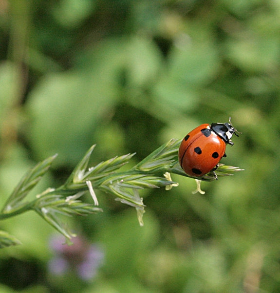 lienka sedembodková Coccinella septempunctata