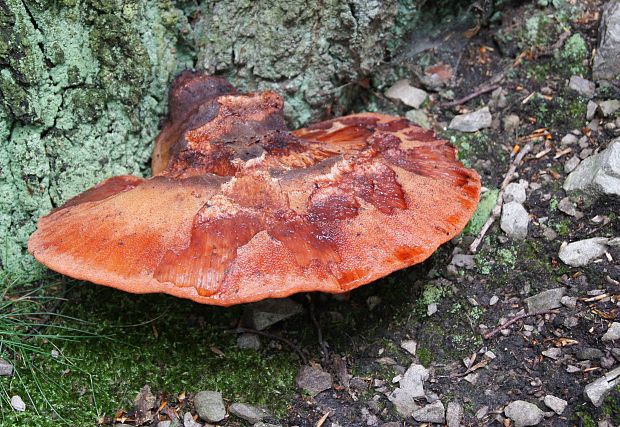 pečeňovec dubový Fistulina hepatica (Schaeff.) With.