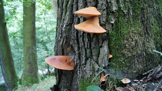 pečeňovec dubový Fistulina hepatica (Schaeff.) With.