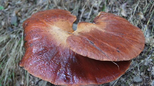 pečeňovec dubový Fistulina hepatica (Schaeff.) With.