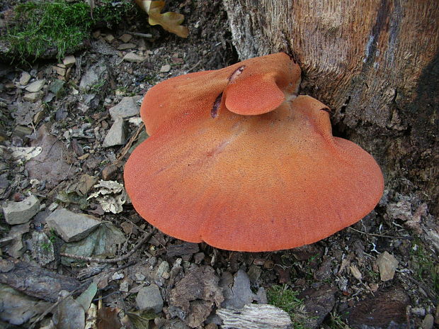 pečeňovec dubový Fistulina hepatica (Schaeff.) With.