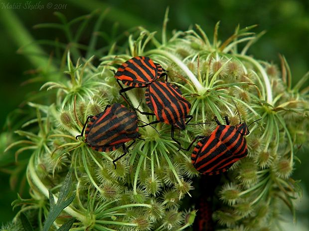 bzdocha pásavá Graphosoma italicum