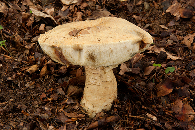 hríbnik modrejúci Gyroporus cyanescens (Bull.) Quél.