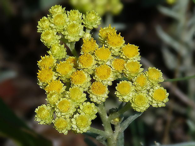 slamiha piesočná Helichrysum arenarium (L.) Moench