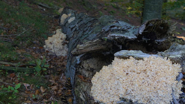 koralovec bukový Hericium coralloides (Scop.) Pers.