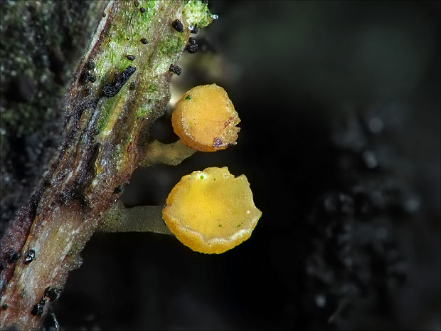 čiašočka Hymenoscyphus cf.calyculus (Sowerby) W. Phillips