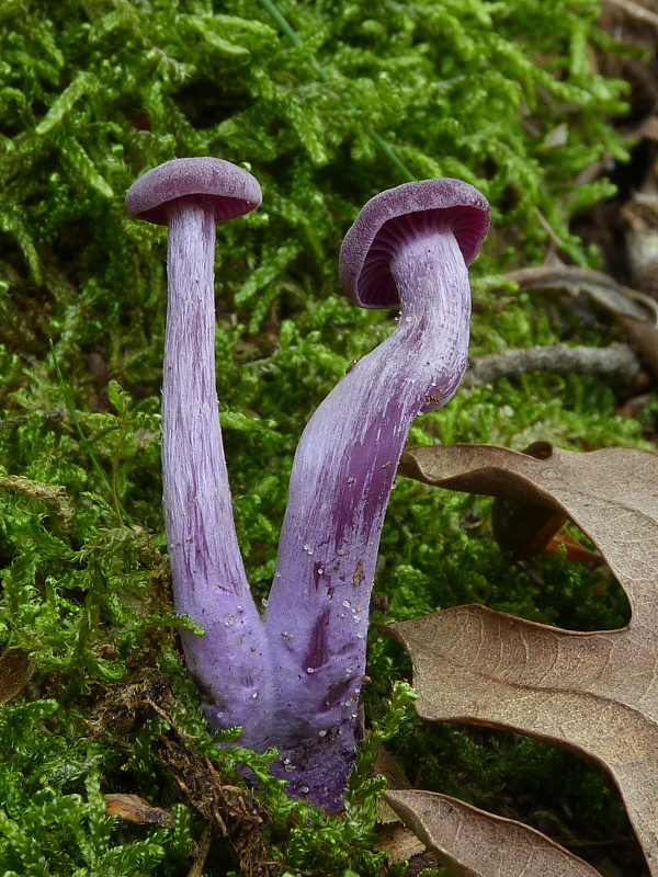 lakovka ametystová Laccaria amethystina (Huds.) Cooke