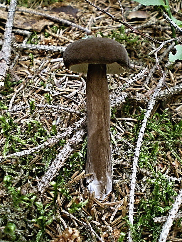 rýdzik čiernozamatový Lactarius lignyotus Fr.