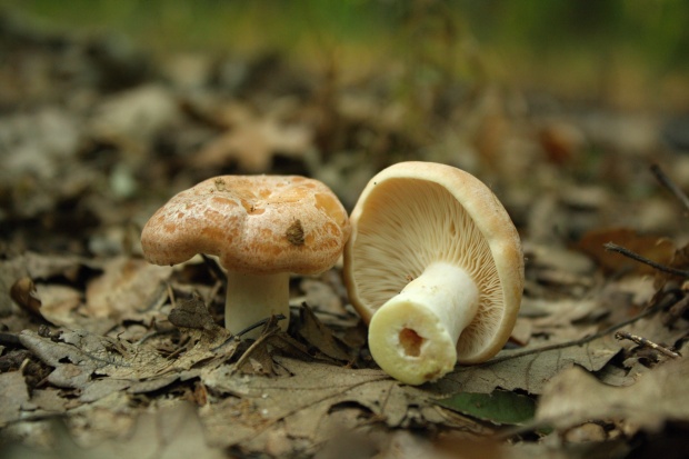 rýdzik Lactarius sp.