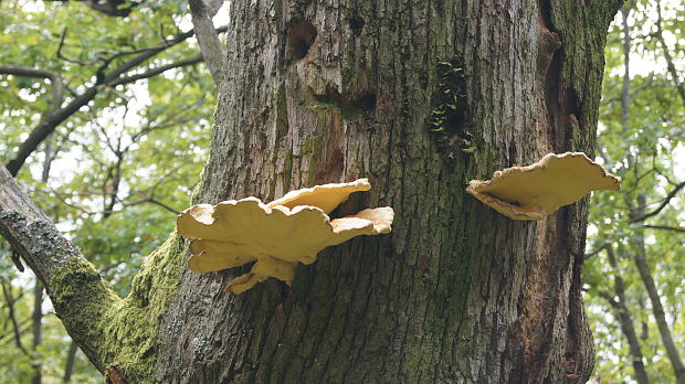 sírovec obyčajný Laetiporus sulphureus (Bull.) Murrill