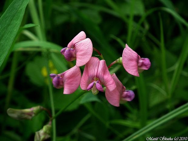 hrachor lesný Lathyrus sylvestris L.