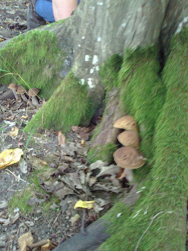 kozák Leccinum aerugineum (Fr.) Lannoy & Estadès