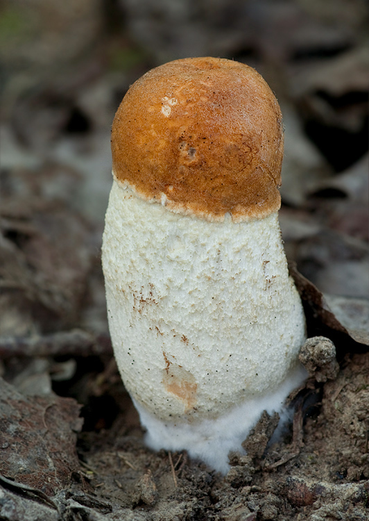 kozák osikový Leccinum albostipitatum den Bakker & Noordel.