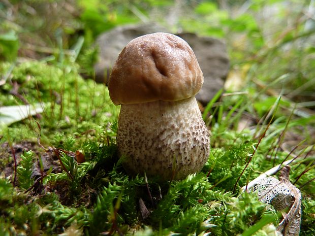 kozák hrabový Leccinum pseudoscabrum (Kallenb.) Šutara