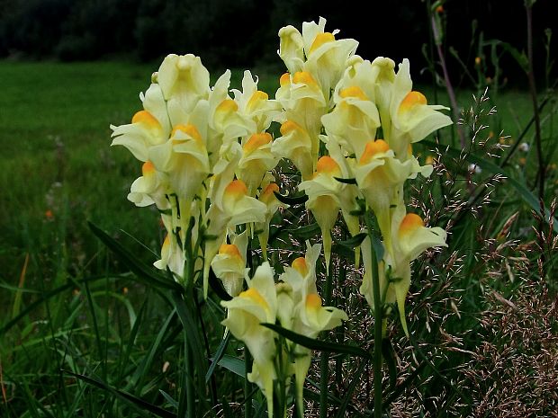 pyštek obyčajný Linaria vulgaris Mill.