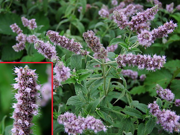 mäta dlholistá Mentha longifolia (L.) L.