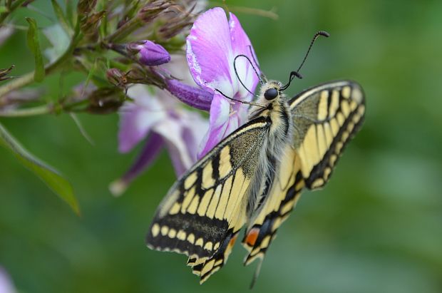 vidlochvost feniklový Papilio machaon