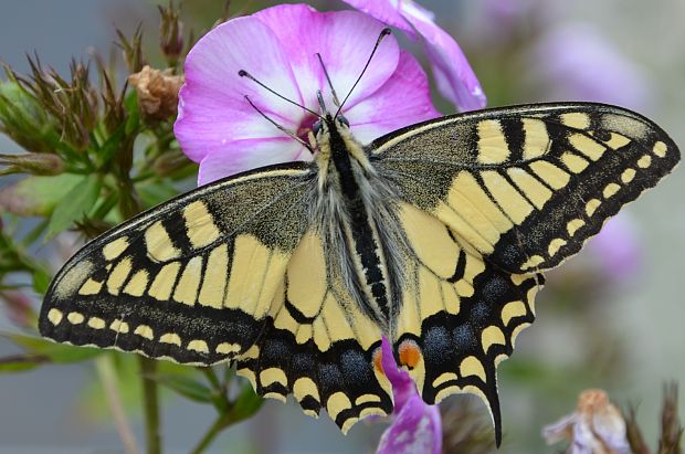 vidlochvost feniklový Papilio machaon