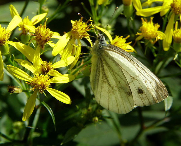 mlynárik repkový Pieris napi