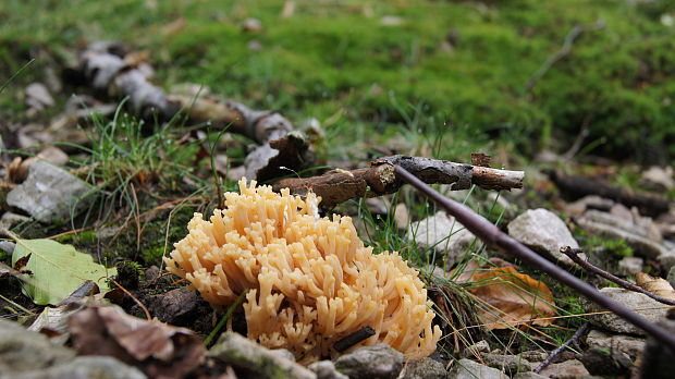 strapačka žltá Ramaria flava (Schaeff.) Quél.