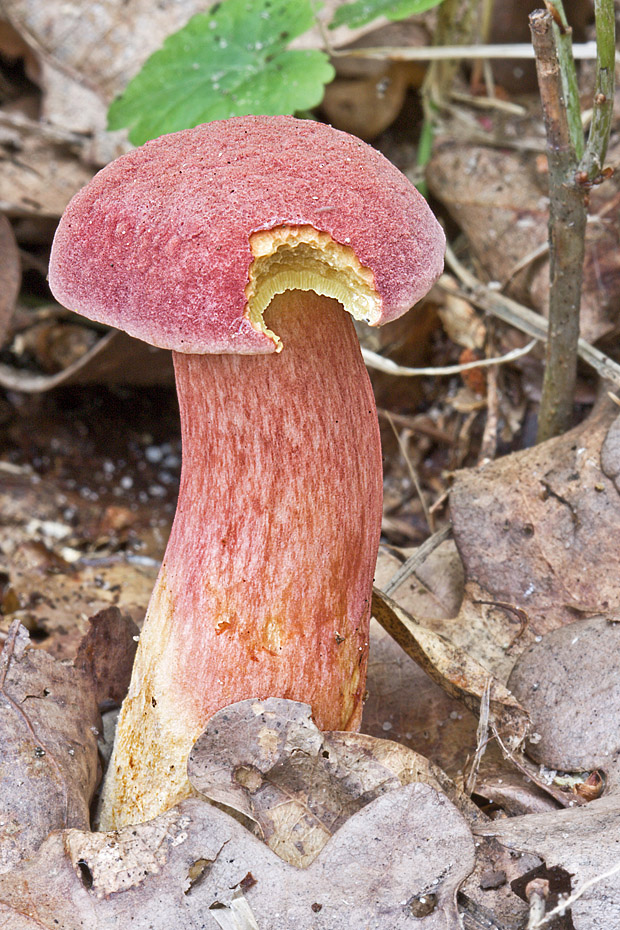 suchohríb marhuľovožltý Rheubarbariboletus armeniacus (Quél.) Vizzini, Simonini & Gelardi